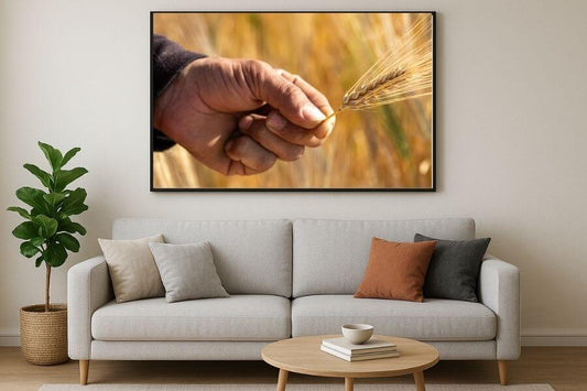 man’s hand is holding a cluster of barley.