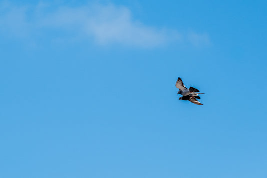 photo of Low angle view of bird flying against blue sky.