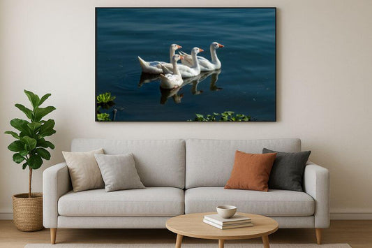 Ducks - Mahmoud Mekkey